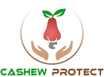 Cashew logo